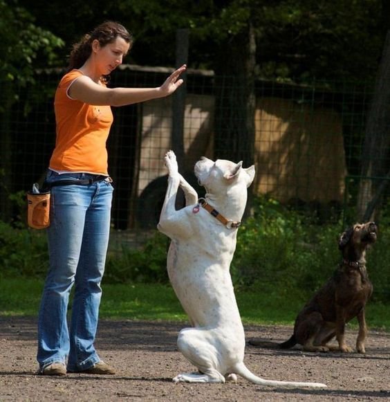 Hundetraining