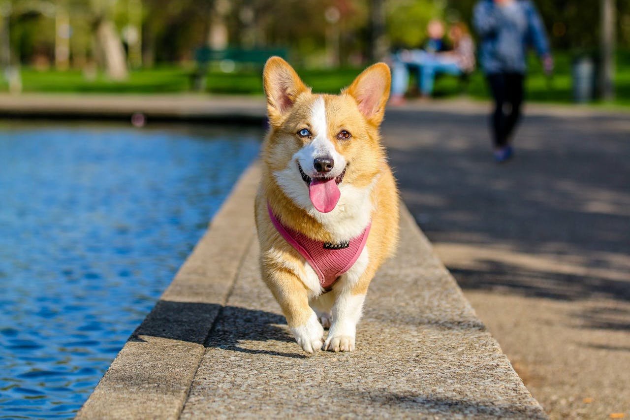service-02 Cute corgi walking joyfully by the pond in the park on a sunny day.