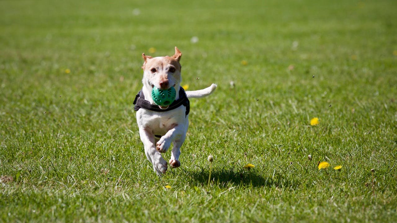service-01 A cute dog joyfully running with a ball in a grassy field, exuding playful energy.