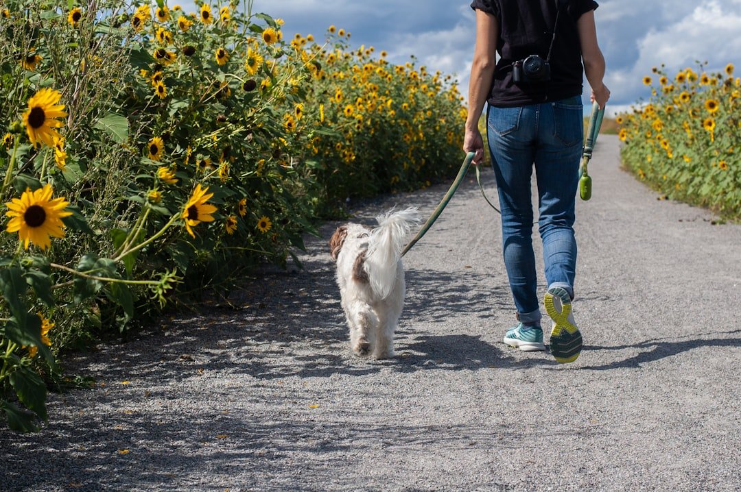 Mastering the First Impression: Your intriguing post title goes here Sunflower walk