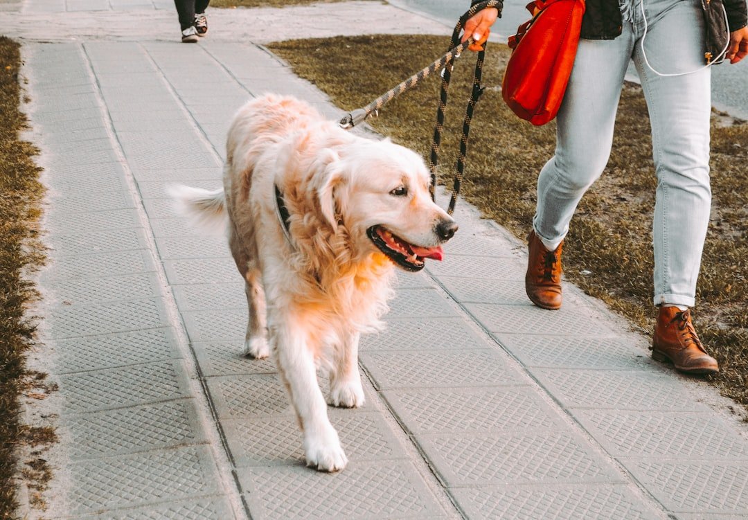 service-03 person-walking-beside-golden-retriever-on-the-street-vehdypknx8y