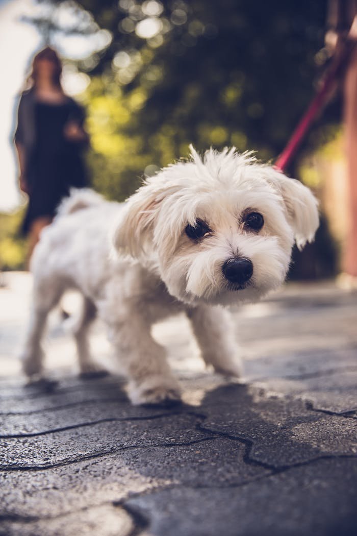 about-me-img Cute white dog with fluffy fur walks on a sunlit pavement, leash held by blurred person.